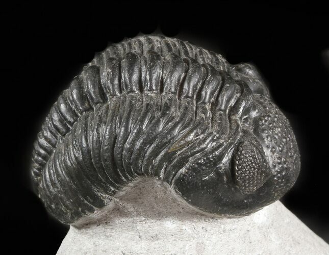 Nice Pedinopariops Trilobite - Mrakib, Morocco #45965